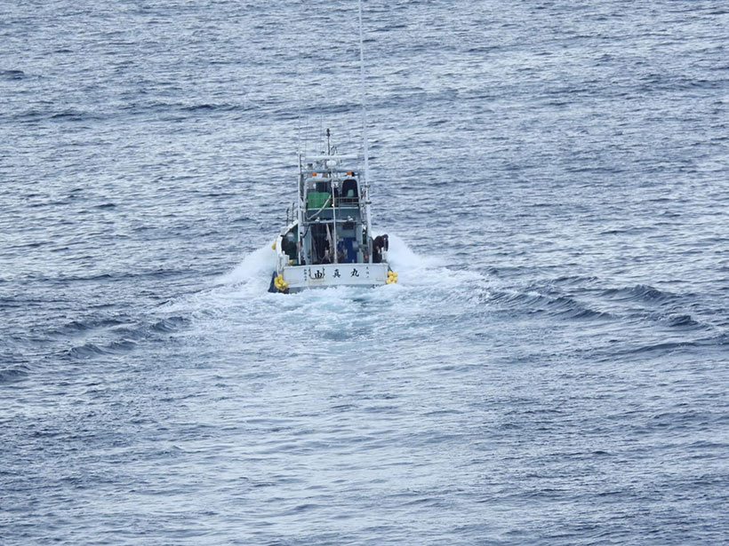 Bild by Kunito Seko: Jagdschiff unterwegs zur See mit den 4 Risso's Babys zum lebend entsorgen
