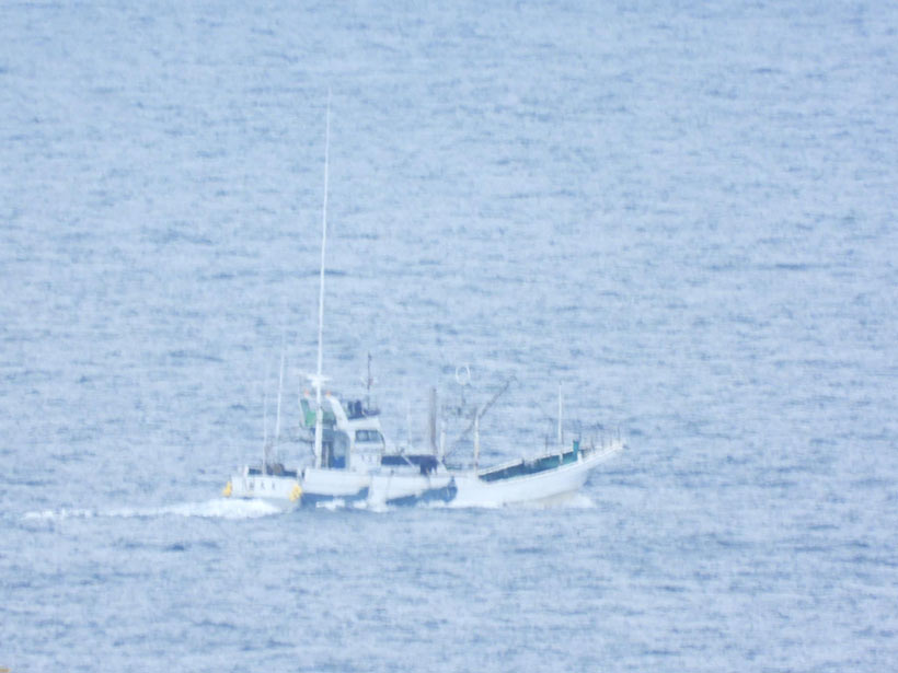 Bild by Kunito Seko: Jagdschiff unterwegs zur See mit den 4 Risso's Babys zum lebend entsorgen
