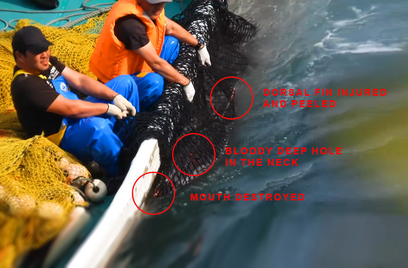 Screenshot aus einem Video, das Kunito Seko heute in Taiji gefilmt hat
