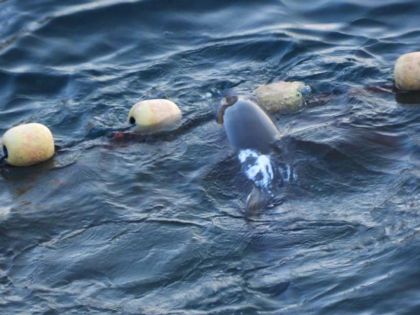 Einem Delfin wurde während der Gewalttat fast der Kopf abgetrennt - Er lebte noch
